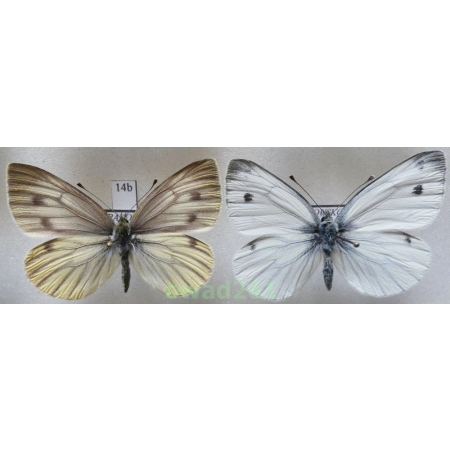 Pieris bryoniae flavescens Müller, 1933 pair Igen. Austria14b